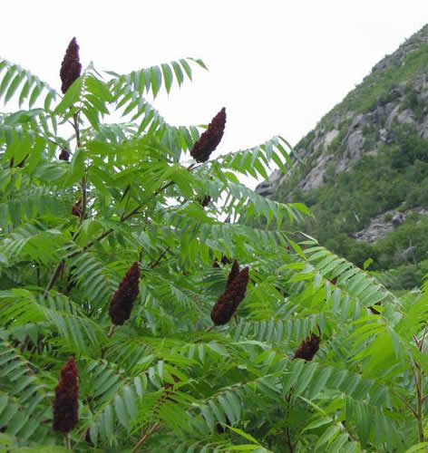 Sumac